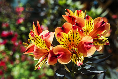 Alstroemeria - entretien et plantation